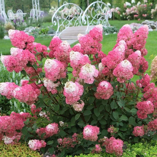 Гортензия метельчатая Строуберри Блоссом (Strawberry Blossom)