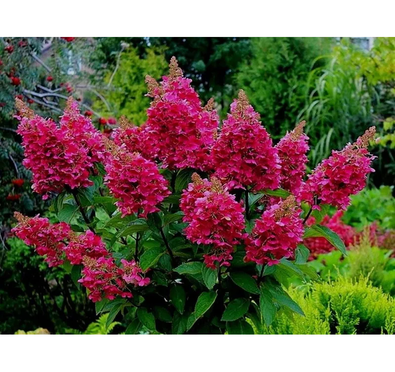 Гортензия метельчатая Вимс Ред (Vims Red)