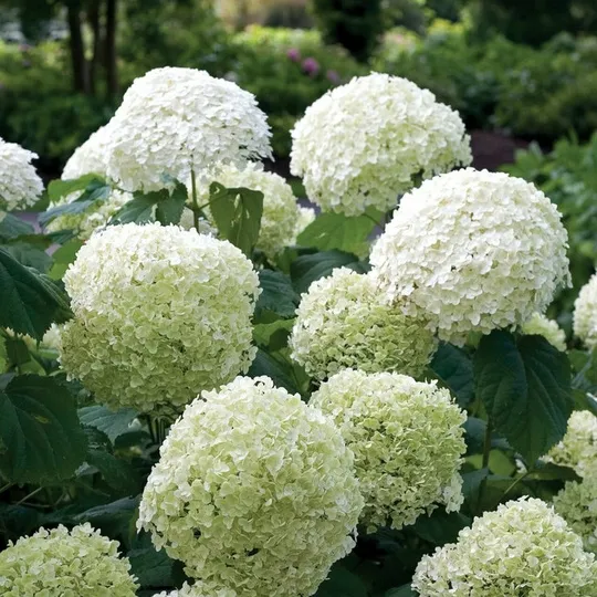 Древовидные гортензии