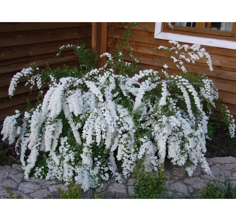 Спирея серая Грефшейм (Grefsheim)