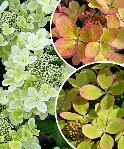 Гортензия метельчатая Пастель Грин (Pastel Green)