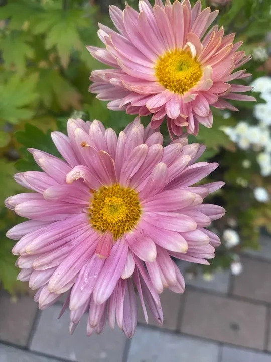 Хризантема корейская «Розовая» 0,3 л