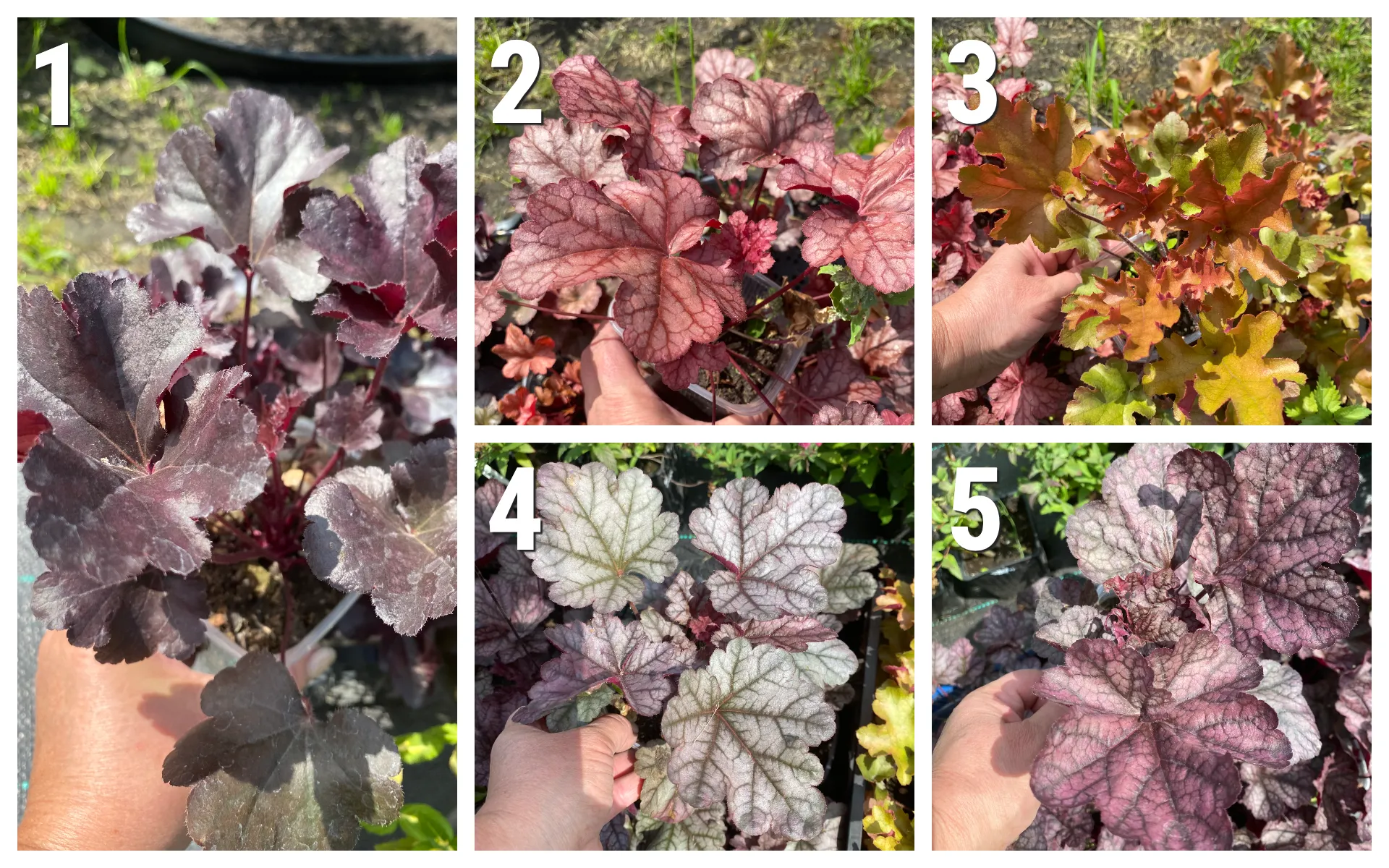 Гейхера (Heuchera)